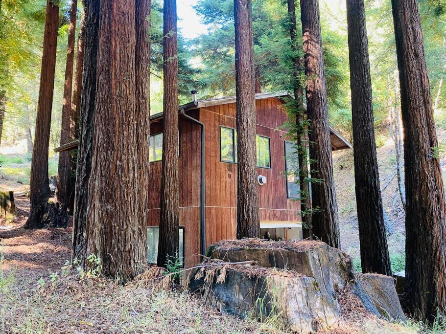 Little House In The Redwoods With A Hot Tub! Apartment Garberville Ngoại thất bức ảnh